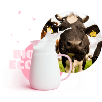 cow with milk